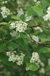 Black Hawthorn blossoms & foliage