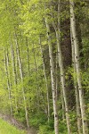 Aspens