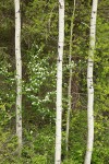 Serviceberry among Aspen trunks