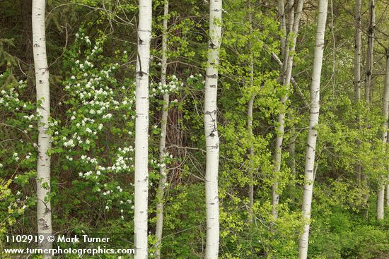 Amelanchier alnifolia; Populus tremuloides