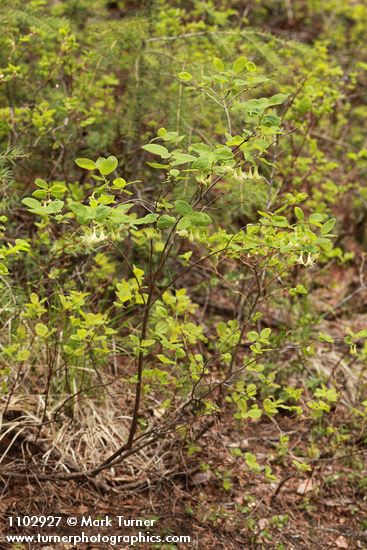 Lonicera utahensis