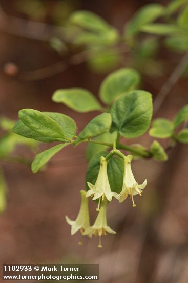 Lonicera utahensis