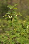 Utah Honeysuckle blossoms & foliage