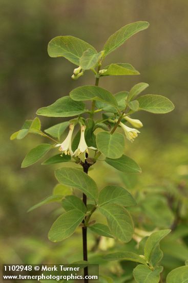 Lonicera utahensis