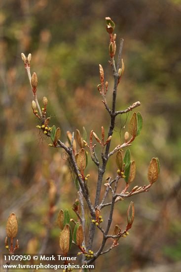 Shepherdia canadensis