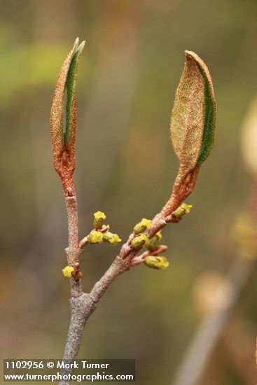 Shepherdia canadensis