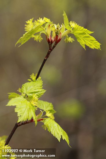 Acer glabrum var. douglasii