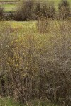 Bebb Willows (male & female) at edge of wet meadow