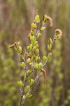 Resin Birch catkins & foliage