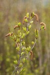 Resin Birch catkins & foliage