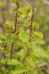 Resin Birch foliage detail