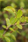 Resin Birch foliage detail