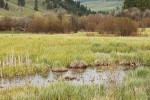 Bebb Willows, Sedges in wet meadow