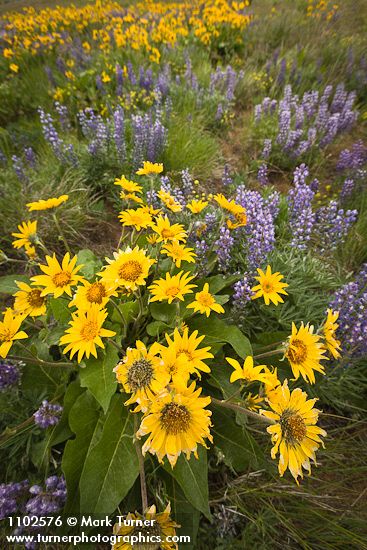Balsamorhiza sagittata; Lupinus sulphureus