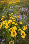 Arrow-leaved Balsamroot & Sulphur Lupines carpet hillside (16mm)