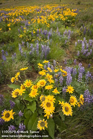 Balsamorhiza sagittata; Lupinus sulphureus