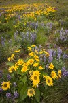 Arrow-leaved Balsamroot & Sulphur Lupines carpet hillside (24mm)