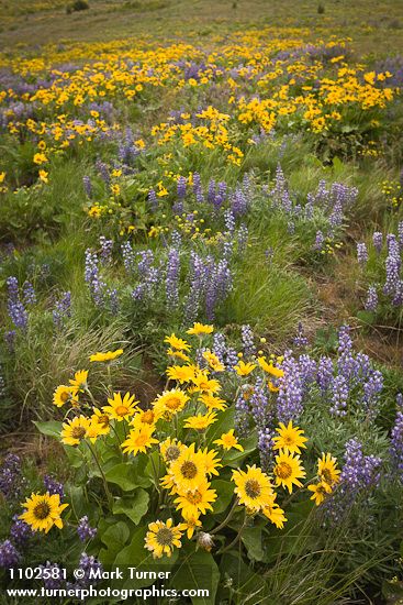 Balsamorhiza sagittata; Lupinus sulphureus