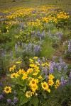 Arrow-leaved Balsamroot & Sulphur Lupines carpet hillside (35mm)
