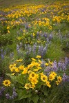 Arrow-leaved Balsamroot & Sulphur Lupines carpet hillside (50mm)