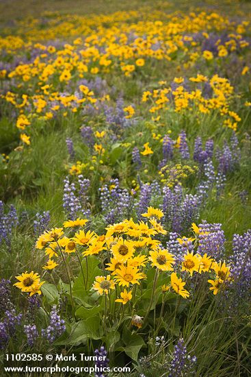 Balsamorhiza sagittata; Lupinus sulphureus