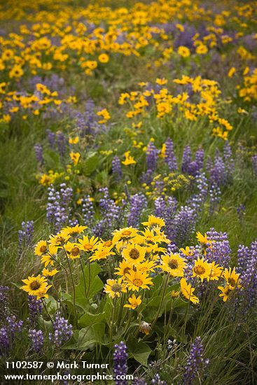 Balsamorhiza sagittata; Lupinus sulphureus