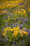 Arrow-leaved Balsamroot & Sulphur Lupines carpet hillside (102mm)
