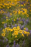 Arrow-leaved Balsamroot & Sulphur Lupines carpet hillside (135mm)