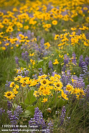Balsamorhiza sagittata; Lupinus sulphureus