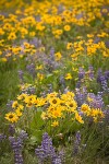 Arrow-leaved Balsamroot & Sulphur Lupines carpet hillside (200mm)