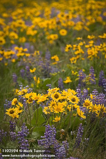 Balsamorhiza sagittata; Lupinus sulphureus