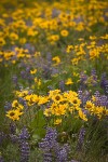 Arrow-leaved Balsamroot & Sulphur Lupines carpet hillside (270mm)