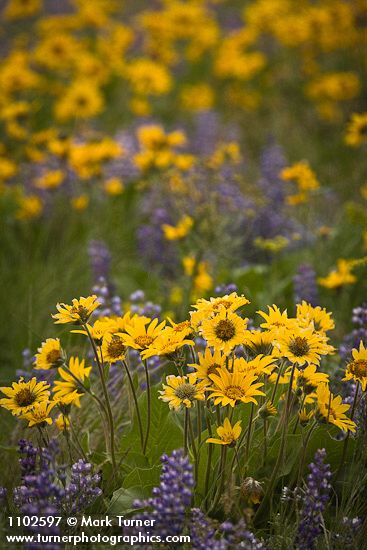 Balsamorhiza sagittata; Lupinus sulphureus