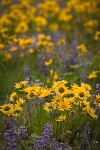 Arrow-leaved Balsamroot & Sulphur Lupines carpet hillside (400mm)