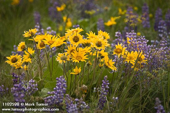 Balsamorhiza sagittata; Lupinus sulphureus