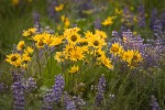 Arrow-leaved Balsamroot & Sulphur Lupines carpet hillside (400mm)