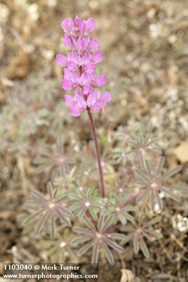Lupinus subvexus var. subvexus (L. microcarpus)