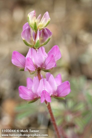 Lupinus subvexus var. subvexus (L. microcarpus)