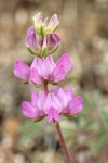 Chick Lupine blossoms detail