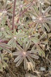 Chick Lupine foliage detail