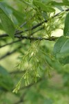 Oregon Ash immature seedpods