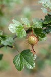 Sierra Gooseberry immature fruit & foliage