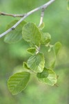 White Alder foliage