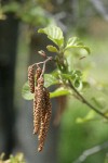 White Alder catkins