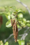 White Alder catkins