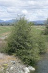 White Alder along Etna Creek