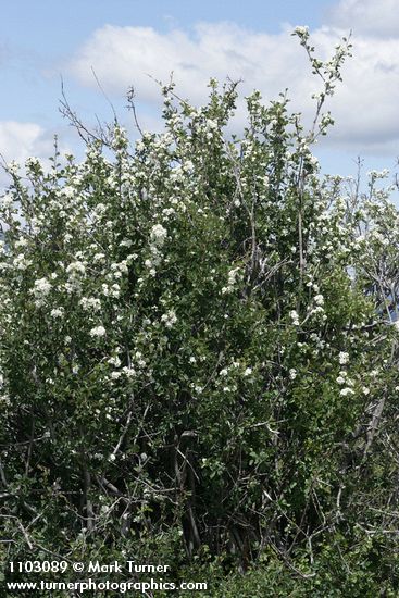 Amelanchier utahensis