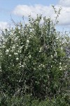 Utah Serviceberry