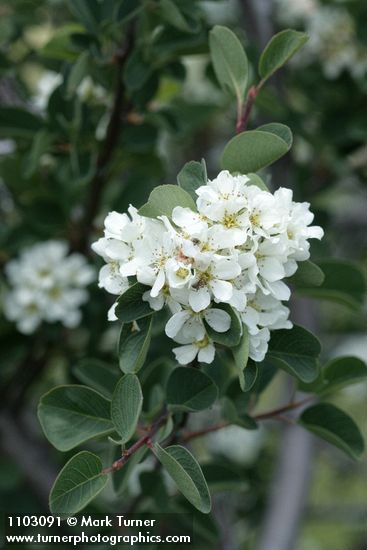 Amelanchier utahensis