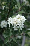 Utah Serviceberry blossoms & foliage